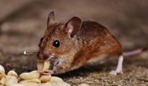 24 Hour & Emergency Exterminators in Dixville Notch, NH